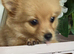 Ready female Pom