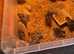 Jumbo Coturnix Japanese Quails