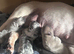 2 stunning French bulldog puppies