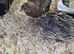7 week old group