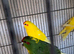 Kakarikies