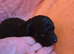 Gorgeous Toy Poodle Pups