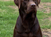HEALTH TESTED KENNEL CLUB REGISTERED STUD