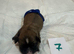 9 purebred Shih Tzu puppies are looking for new, loving homes.
