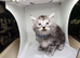 Maine Coon Kittens Ready Now