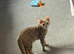 Gorgeous little tabby cross cat for sale