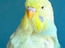 9 Young Budgies – Mixed Sexes & Various Colours – Ready Now