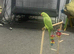 indian ringneck home tamed parrot