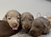 Miniature Dachshund