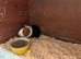 1 adult boy to rehome. Available now