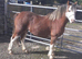 * Flashy Reg Sec A Gelding*