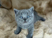 Beautiful British shorthairs