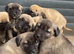 12 pure Turkish Kangal puppies