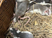 Beautiful Dumbo x Rex rats