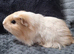 2 Guinea Pig boys