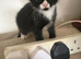 Black and white kittens 8 weeks