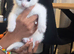 Unique fluff kittens