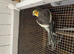 Cockatiels for sale