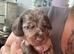 A beautiful litter of dachshunds mixed long haired and short