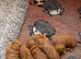 Waiting List Now Open - Deep Red Fox Cavapoo Due 27th Aug 26