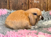 Stunning Mini Lops- Ready to Leave Now