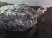 redfoot tortoise 11inch adult female