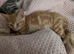 Kittens for sale
