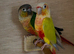 Green cheeked conours