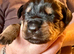 Gorgeous purebred Rottweiler puppies available
