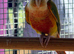 Conures x2