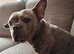 Frenchie cross pug