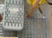 Star finches