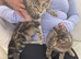 Bengal cross female