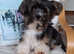Purebred Pedigee Biewer Terrier Proven Stud