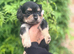 3-gorgeous males looking for a forever home