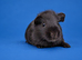 Chocolate Self Guinea pig sow (dalmatian line)