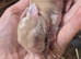 Mini lop x Harliquin kits