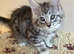 Half Maine Coon Kittens