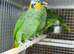 Orange winged Amazon