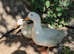 Trio of Cherry Valley Ducks