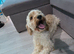 Gorgeous girl cockapoo