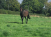 16.1hh stunning girl