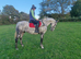 17.2 ISH gelding