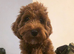 Male red cavapoo