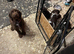 Beautiful cockapoo puppies
