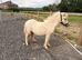Yearling Miniature Shetland