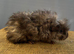Lunkarya Boar ~ 6 weeks old