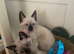 3 left beutiful kittens :) looking forever homes. ready now