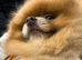 Lilac and Tan Pomeranian stud