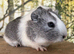 Baby guinea pigs